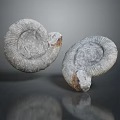 Chi chrysanthemum stone ancient fossil stone chrysanthemum fossil items 3d model