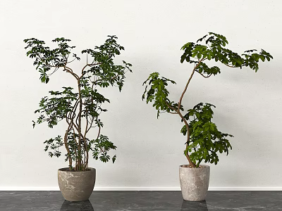 Lush Green Bonsai Plants With Curved Trunks In Gray Pots Against White Wall Background 3d model