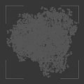 Lush Green Leafy Tree With White Trunk And Human Silhouette For Scale