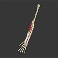 Detailed Anatomical Arm Skeleton with Muscles Displayed on Black Background
