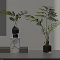 Green Potted Plants On Marble Base And Black Pot In Modern Interior With White Mirror