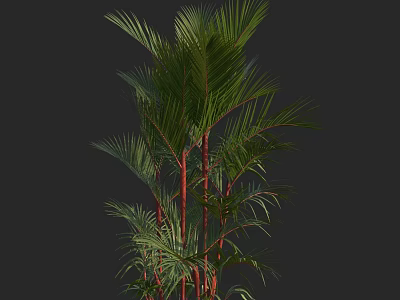 Lush Palm Tree With Green Fronds And Red Trunks Isolated On Dark Background 3d model