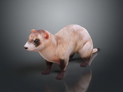 Brown and White Ferret Standing with Black Eyes and Paws on Dark Background 3d model