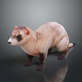 Brown and White Ferret Standing with Black Eyes and Paws on Dark Background