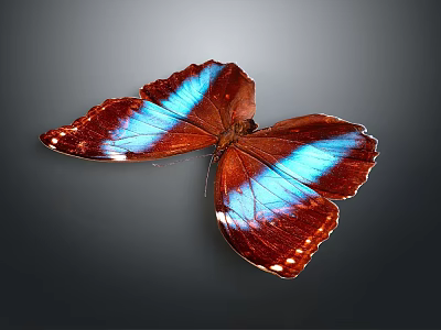 Beautiful Butterfly Featuring Red And Blue Wings With Detailed Patterns On Dark Background 3d model