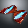 Beautiful Butterfly Featuring Red And Blue Wings With Detailed Patterns On Dark Background