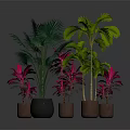 Various Indoor Plants With Green Red Leaves In Brown Pots On Dark Background