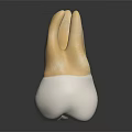 Dental Crown Model with Yellow Upper Part and White Lower Base for Dental Restoration