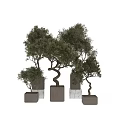 Olive Bonsai Trees With Twisted Trunks And Lush Green Foliage In Decorative Planters