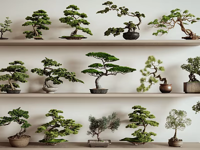 Different Types of Bonsai Trees Displayed On Multiple Shelves For Indoor Decoration 3d model