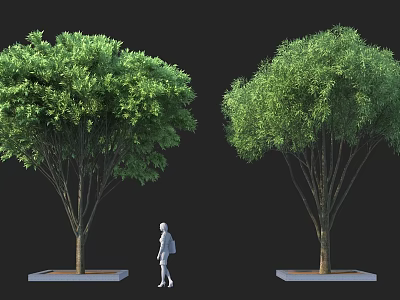 Two Tall Arbor Trees With Lush Green Foliage Square Base And Human Figure Standing Between 3d model