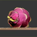 Fresh Pink Dragon Fruit on Wooden Cutting Board with Black Background