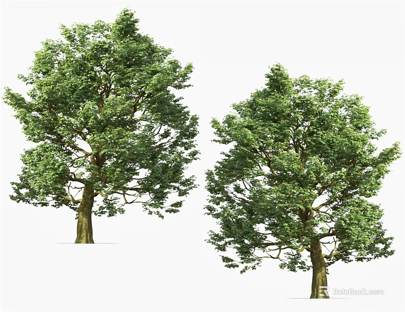 Tall Green Arbor Trees With Lush Foliage And Sturdy Brown Trunks 3d model 