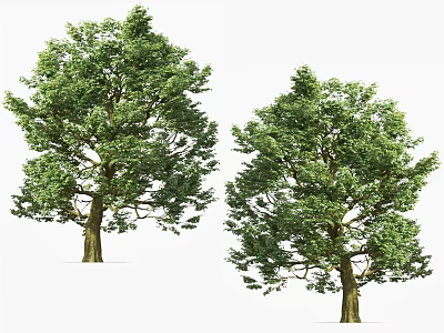 Tall Green Arbor Trees With Lush Foliage And Sturdy Brown Trunks 3d model