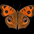 Vibrant Orange Butterfly With Large Eyespot Patterns On Wings Against Black Background