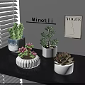 Succulent Plants Arranged on Black Shelf With Various Ceramic Pots Window Blinds and Wall Decor