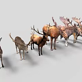 Various Deer and Moose Species Standing in a Row on Gray Background
