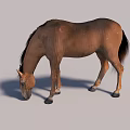 Brown Horse Grazing On Grass With Head Lowered In Natural Environment