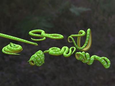 Emerald Green Tree Anaconda Emerald Python Emerald Anaconda Green Tree Anaconda Snake model