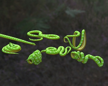 Emerald Green Tree Anaconda Emerald Python Emerald Anaconda Green Tree Anaconda Snake 3d model