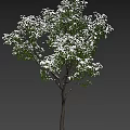 Lush Flowering Tree with Abundant White Blossoms and Vibrant Green Leaves
