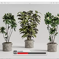 Beautiful Bonsai Potted Plants With Gray Concrete Pots And Lush Green Foliage
