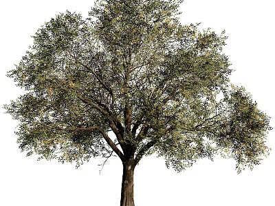 Functional Tree Pit Design In Urban Landscapes With Lush Trees And Greenery Elements 3d model