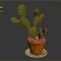 Green Cactus Plant in Orange Pot with Decorative Saucer on Gray Background