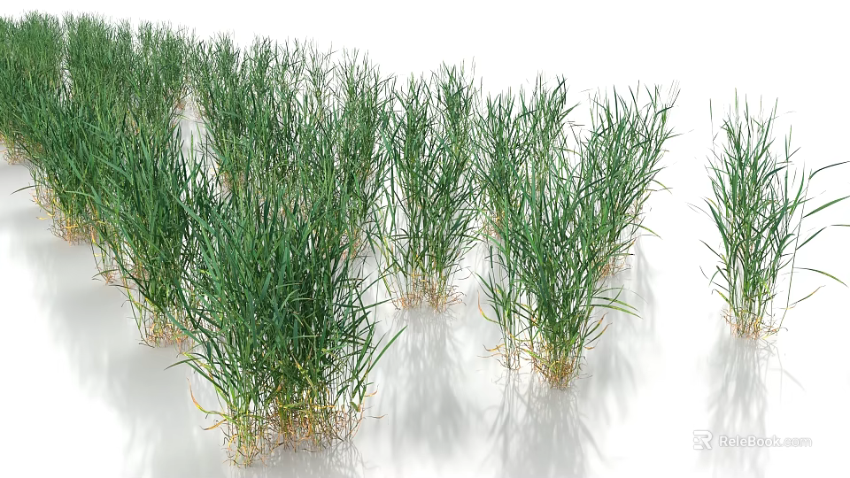 Vibrant Green Young Grass Plants Growing in Rows on White Background 3d model 