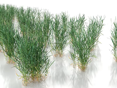 Vibrant Green Young Grass Plants Growing in Rows on White Background 3d model