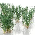 Vibrant Green Young Grass Plants Growing in Rows on White Background 3d model