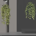 Hanging Basket Plants With Lush Trailing Leaves In Modern Interior Design 3d model