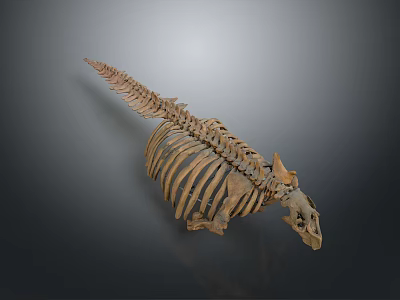 Prehistoric Animal Skeleton with Long Spine Rib Cage and Horned Skull 3d model