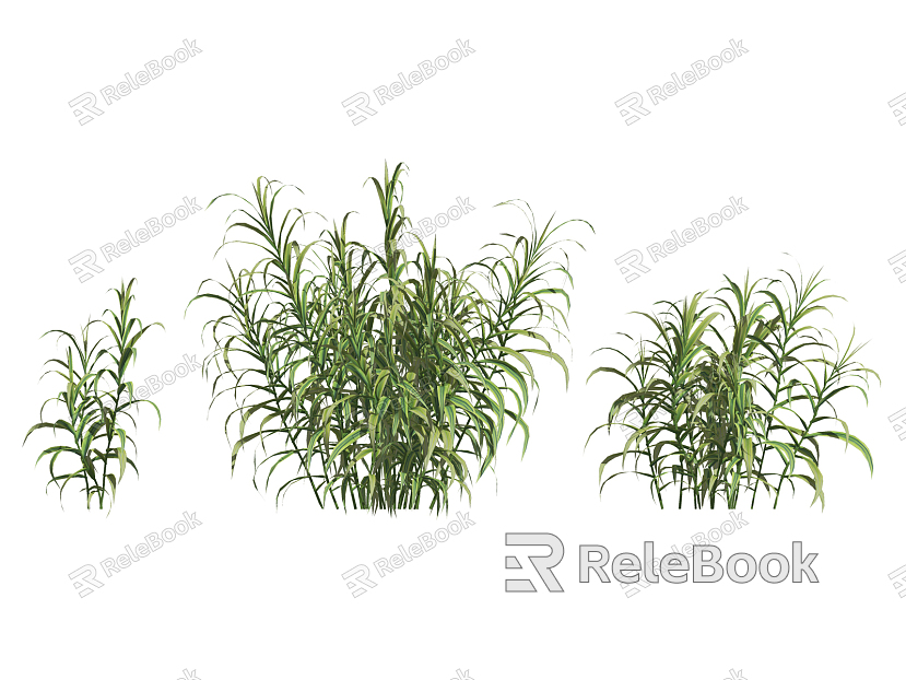 Modern Plants Aquatic Wetland Plants Arundo model