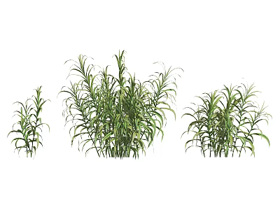 Beautiful Green Herb Plants of Different Sizes with Slender Leaves in Natural Growth State 3d model