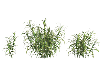 Modern Plants Aquatic Wetland Plants Arundo 3d model