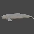 Realistic White Whale 3D Model With Smooth Surface On Black Background