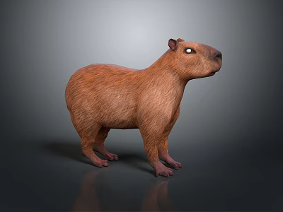 Realistic Brown Capybara 3D Model Standing On Dark Background With Reflective Surface 3d model