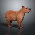 Realistic Brown Capybara 3D Model Standing On Dark Background With Reflective Surface