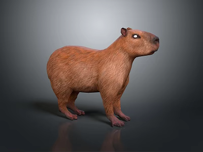 Realistic Brown Capybara 3D Model Standing On Dark Background With Reflective Surface 3d model