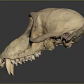 Animal Skull with Pale Bone Structure and Visible Teeth on Dark Reflective Surface 3d model