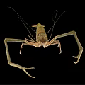 Freshwater Shrimp With Long Antennae And Detailed Body Structure Isolated On Black Background