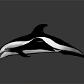 Black And White Dolphin In Leaping Posture With Dark Background Reflection 3d model