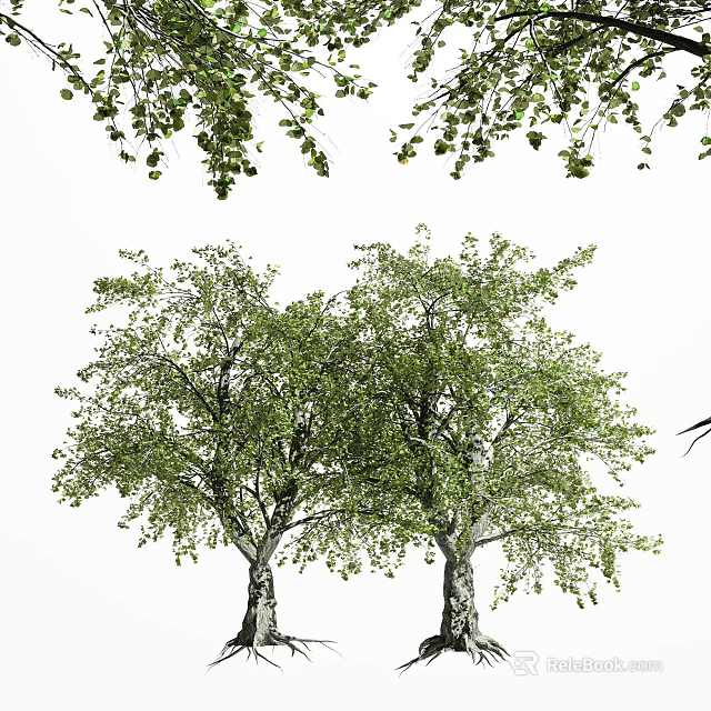 Two Lush Arbor Trees With Green Leaves And Thick Trunks In White Background 3d model 