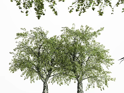 Two Lush Arbor Trees With Green Leaves And Thick Trunks In White Background 3d model