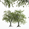 Two Lush Arbor Trees With Green Leaves And Thick Trunks In White Background
