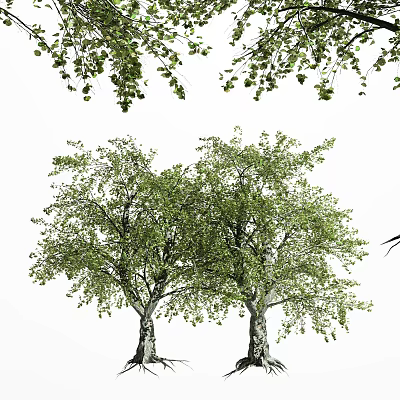 Two Lush Arbor Trees With Green Leaves And Thick Trunks In White Background 3d model
