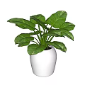 Green Leafy Bonsai Potted Plant in White Ceramic Pot for Home Decor