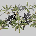 Ornamental Alpinia zerumbet Plant With Green Red Variegated Leaves And Tropical Foliage