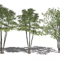 Three Slender Trunk Trees With Lush Green Foliage In White Background 3d model
